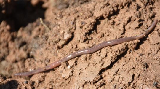 Egyszerre segítik a földigiliszták és a digitális eszközök a talajmegújítást
