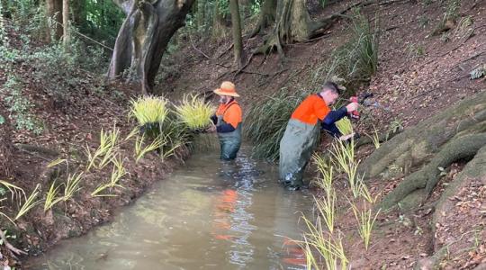 Őshonos fűfélével ültetik be a folyópartot a gazdák