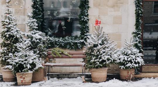 Ez a titok! Így éli túl a földlabdás fenyő a karácsonyt!
