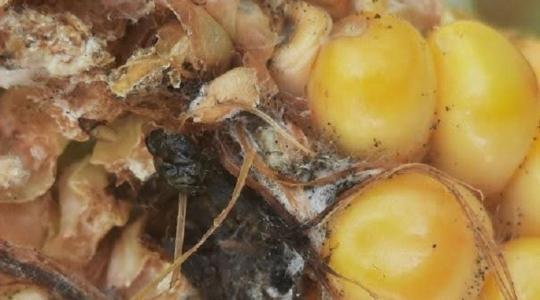 Célzott védelem kukoricában és gyümölcsösben: itt a MIMIC