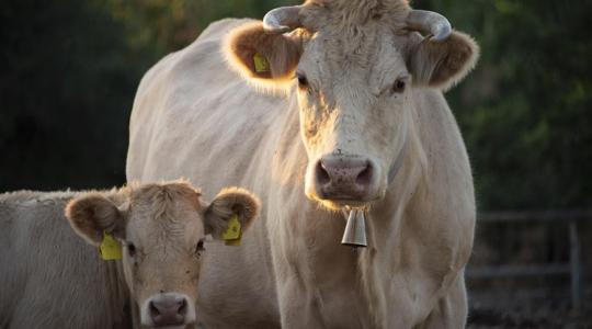 Szétfeszül a húságazat, fényévekre került egymástól a két fő fajta ára