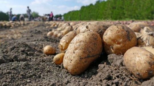 Hogy lesz idén télálló a krumpli? Így menthetjük meg