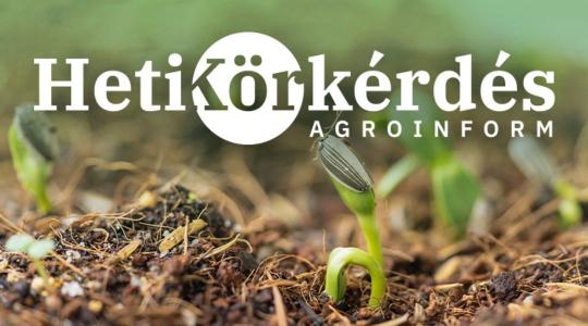 Előszezoni ajánlat napraforgóra – Heti Körkérdés