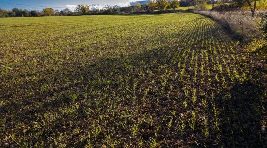 Először haladta meg a világ gabonatermelése a 3 milliárd tonnát