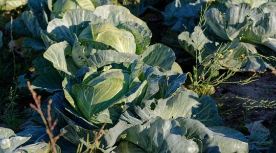 Tragikus, ami a lengyel káposztatermesztőkkel történik