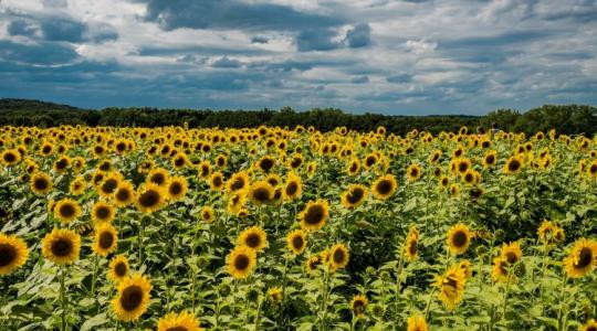 Napraforgóból repülőgép-üzemanyag? Új piac nyílhat a magyar gazdáknak