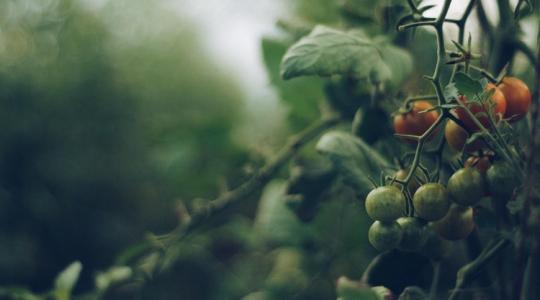 Megtalálták a szert, amely segít a növénynek túlélni az aszályt