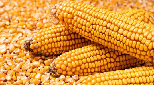 RGT Mogabrix: stabil teljesítmény, alacsony költség, biztos siker