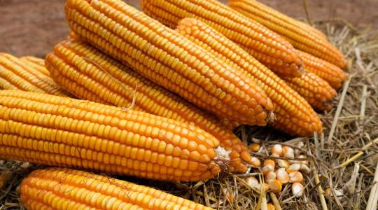 Így csökkentheted a termelési veszteséget a kukoricatermesztésben
