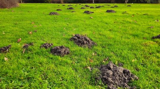 Na, ezért van tele a kerted vakondtúrással! De itt a megoldás!