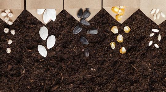 Vitték a magyar vetőmagot, mint a cukrot