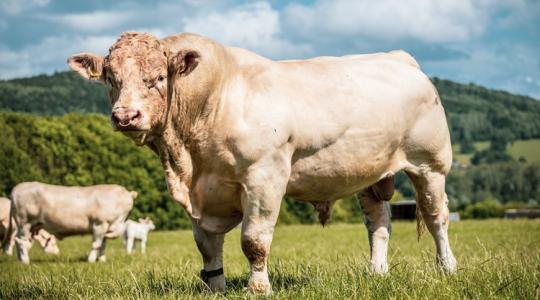 Erre vártak az állattartók: megállapították a hízottbika- és extenzifikációs támogatásokat