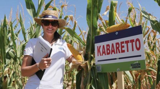 A szárazság új nyertesei: hibridek, amelyek bírják az aszályt