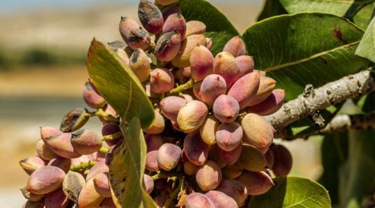 Pisztácia? Nem olcsó, az igaz, de már a hazai kertekbe is veszik