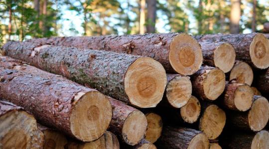 EUDR: mit kell tenned, ha mikro- vagy kisvállalkozásként faanyagot forgalmazol?