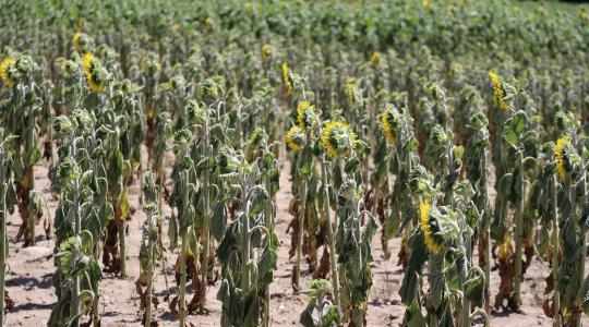 Fizetési moratórium az agráriumban: kinek jár és meddig tart?