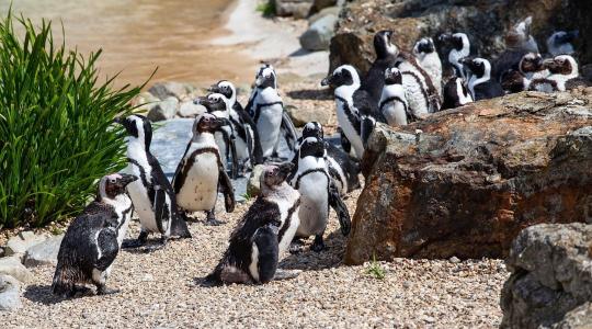 Veszélyben Afrika egyetlen pingvinfaja