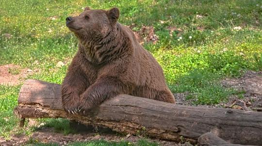 Adatvezérelt vadvédelem – így mentenék meg Románia medvéit