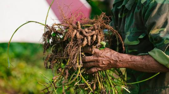 Miért kerül újra reflektorfénybe a földimogyoró?