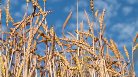 Ősi gabonák újra divatban – világszerte