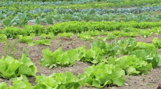 Mi lenne, ha minden gazda lemondana a vegyszerekről?