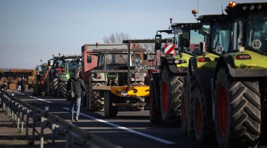 Csordaszámra ölik le a teheneket a járvány miatt Nyugat-Európában
