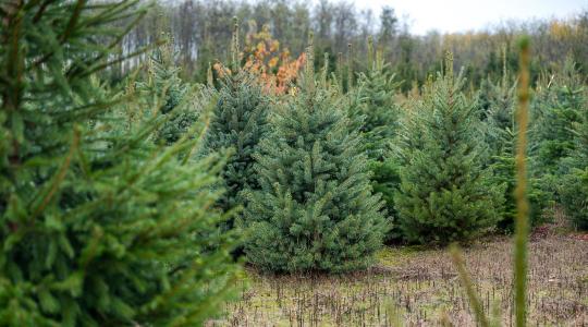 Karácsonyfából is a hazait! – A magyar termelők felkészültek az ünnepre