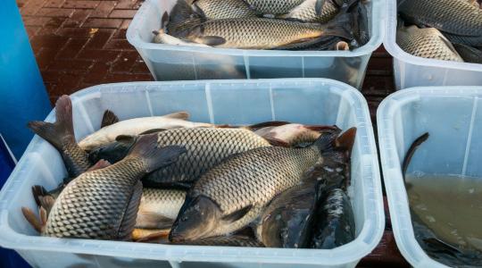 Halat enni nem luxus – mégsem fogyasztunk eleget belőle