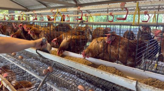 Fókuszban az antibiotikum-használat: újabb lépés az átláthatóság felé