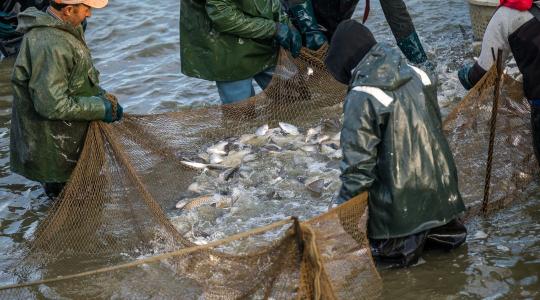 Karácsonyi halpiac 2025: ez a hal továbbra is vezeti az ünnepi toplistát