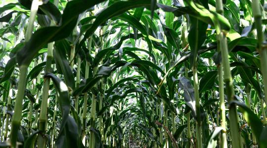 Fejlesztői kerekasztal: Mikor számít a tőszám? 