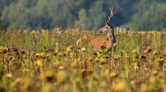 Vadkár: mérni kell, hogy csökkenthessük – új irányt mutat a monitoring alapú szabályozás
