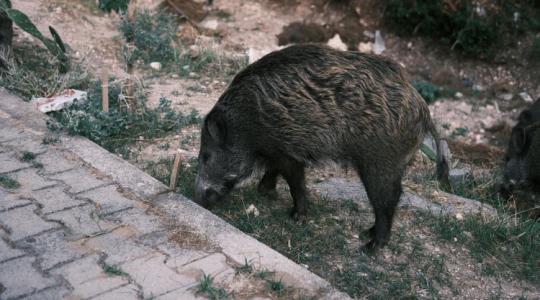 Változott a vadászati törvény – a gazdákat is érinti