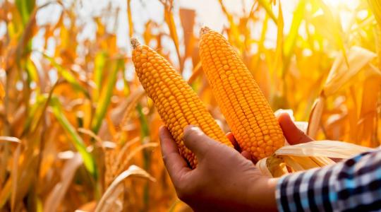 Mi befolyásolja leginkább a terméshozamot? Többéves tartamkísérlet tanulságai