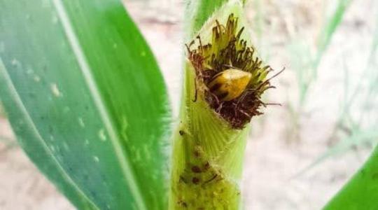 Növekvő kártevőnyomás, csökkenő vetésterület és közelgő veszélyek