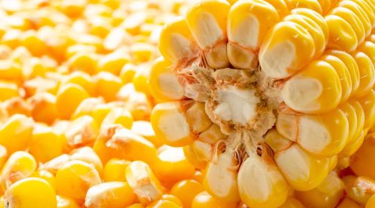 Prémium hibridkukoricák a hazai klimatikus viszonyokra nemesítve