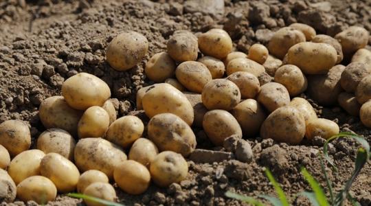 Nem elég, hogy túltermelnek burgonyából, még importálnak is hozzá ebben az országban