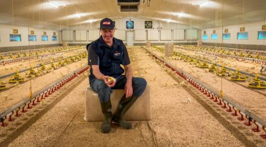 Ha ez a 100 ezer boldog csirke mesélni tudna!