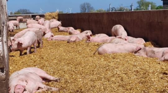 Zsíros a húsa: márka válhat ebből a ritka sertésfajtából