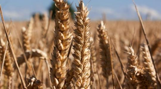 Prémium búzatermesztés: tényleg megéri belevágni?