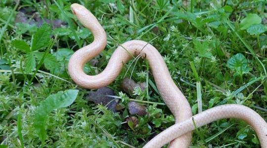 Albínó siklók bukkantak fel Vácrátóton