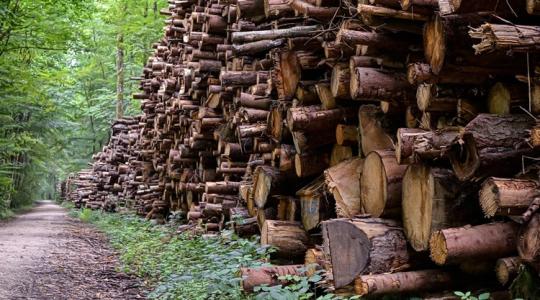 Döntött az EP: Jön az EUDR halasztás és könnyítés a kisvállalkozásoknak