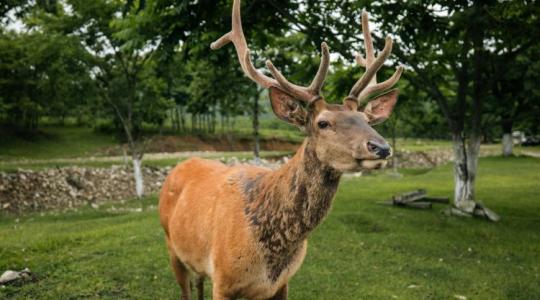 Fontos döntés: elejthető a lakott területen kóborló vad