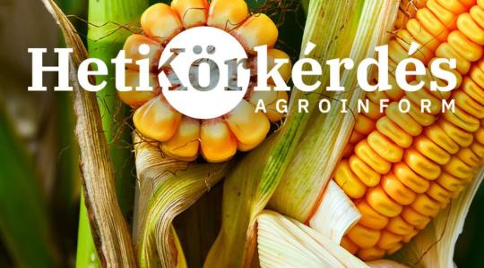 Mely kukoricákat jellemzi kiemelkedő stressztolerancia? – Heti Körkérdés