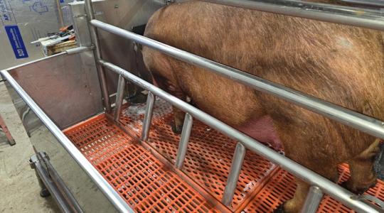 Betiltják a kocák ketreces tartását ebben az országban