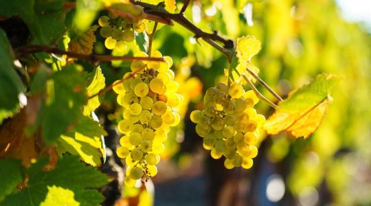 Rekordszámú mintát vizsgált a Nébih a szőlő aranyszínű sárgaság miatt