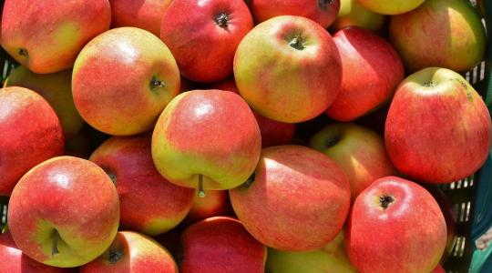 Válságban a hazai almatermesztés: Fél évszázada nem látott rossz termés