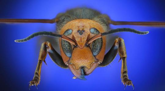 Halálos darázsméreg? Ezek a békák meg se érzik