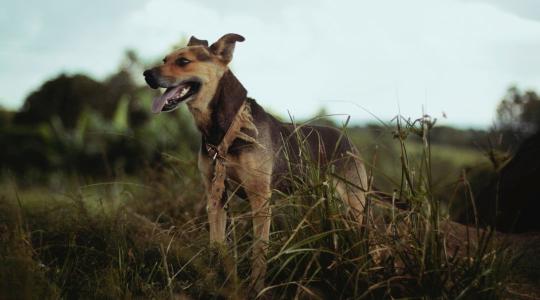 Kutyák szimatolják ki a szennyezett takarmányt