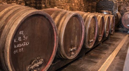 Sikeres szüret után bizonytalan jövő – a szőlő aranyszínű sárgasága hosszú távon okozhat gondot